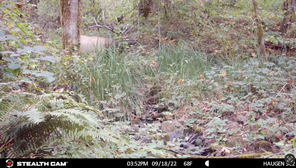 Tested True: Stealth Cam Ds4k Ultimate