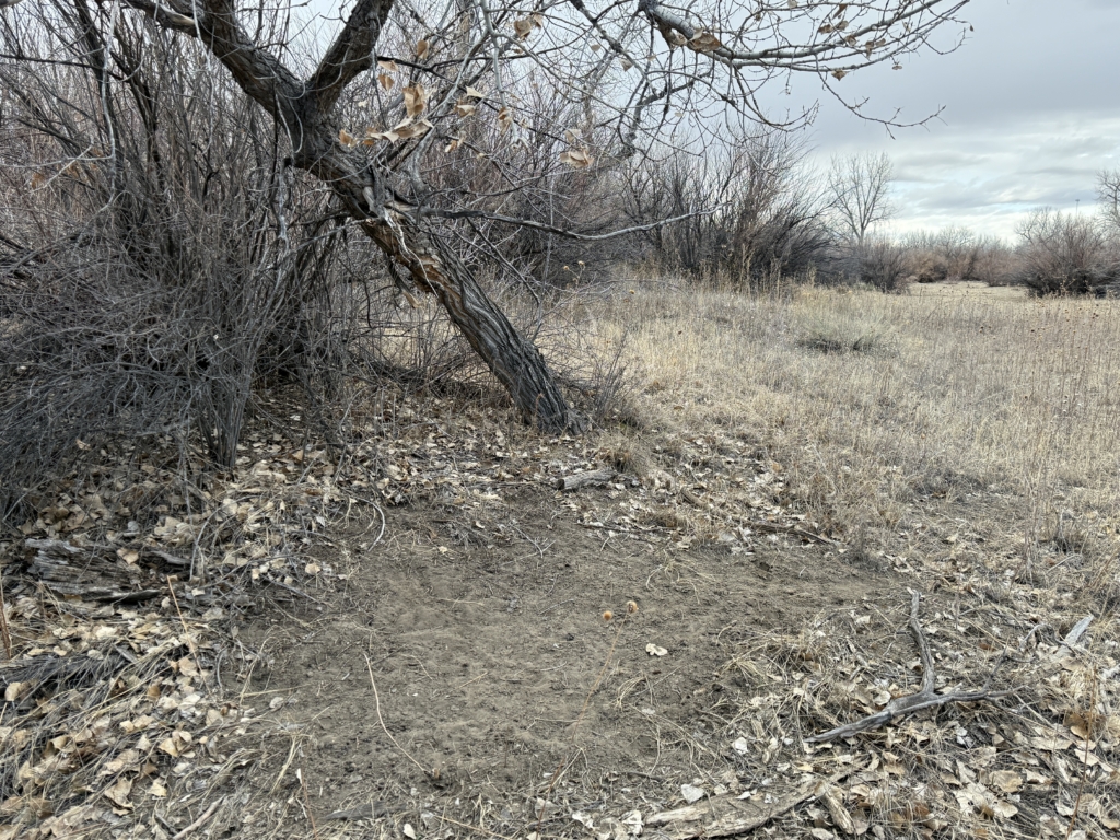 Strategies For Establishing Mock Scrapes