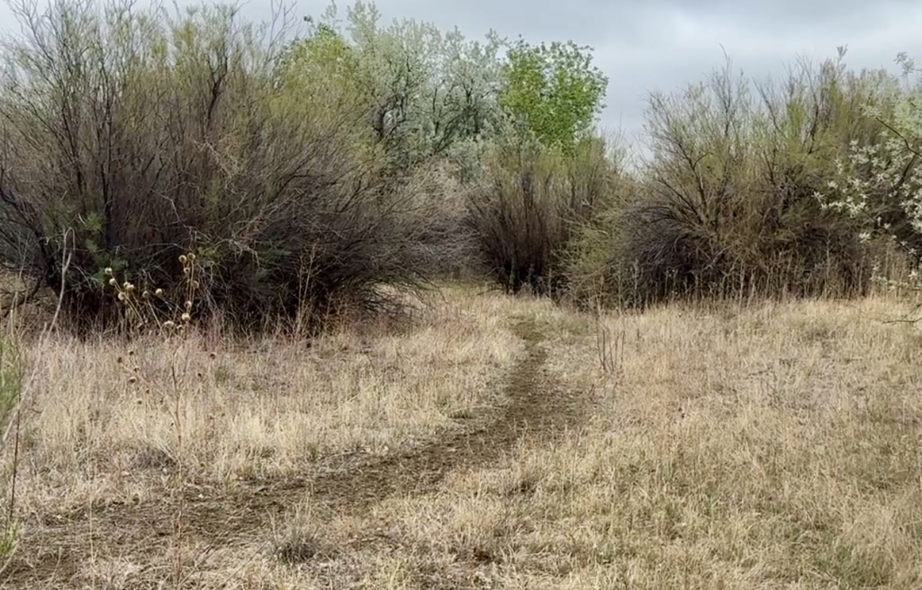 Strategies For Establishing Mock Scrapes