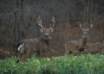 The Six Best Whitetail Killing Calibers