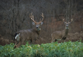 The Six Best Whitetail Killing Calibers