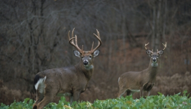 The Six Best Whitetail Killing Calibers