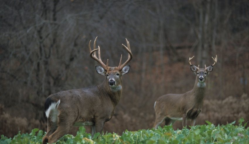 The Six Best Whitetail Killing Calibers