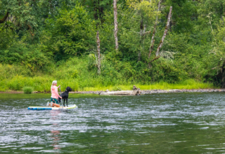 Summer Training Tips For Hunting Dogs: Keeping Your Pups Safe & Active