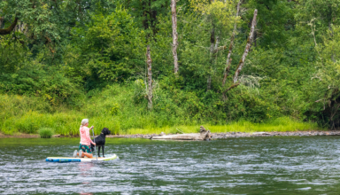 Summer Training Tips For Hunting Dogs: Keeping Your Pups Safe & Active