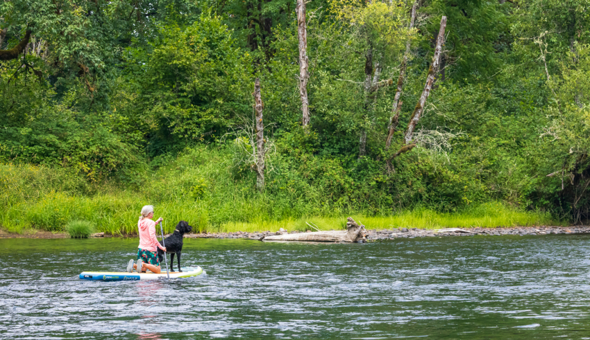 Summer Training Tips For Hunting Dogs: Keeping Your Pups Safe & Active