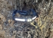First Look: Nebo Curvbeam 850 Flex Headlamp