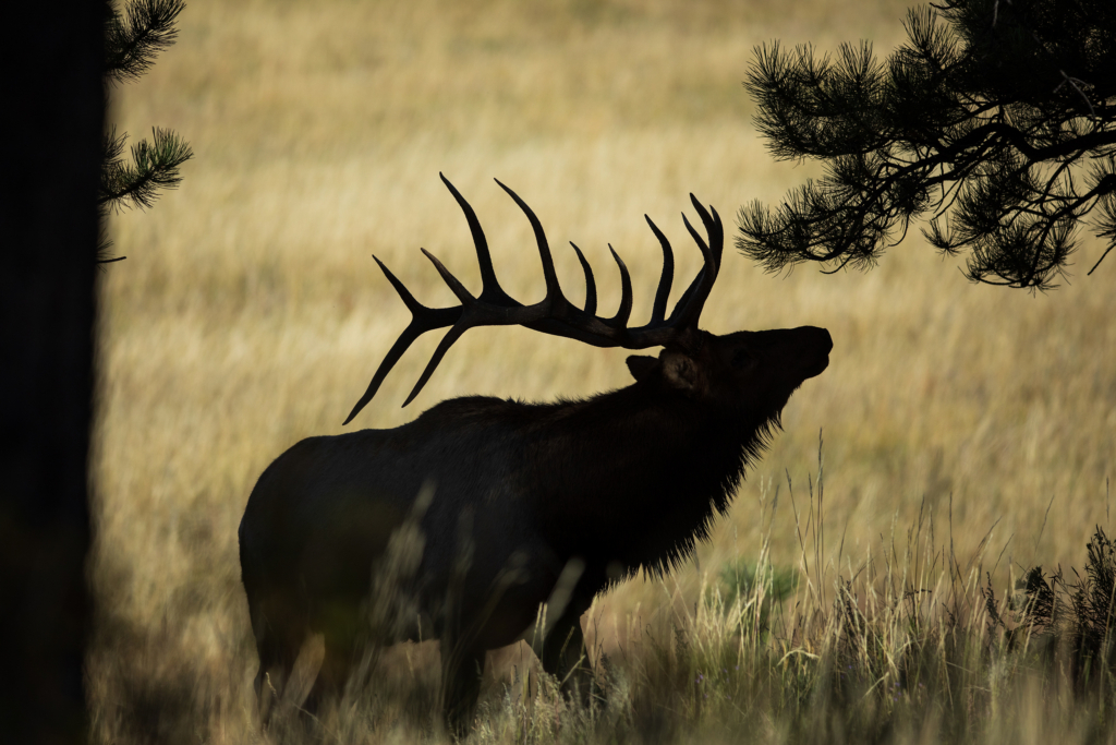 The Value Of Illuminated Reticles For Big Game Hunting
