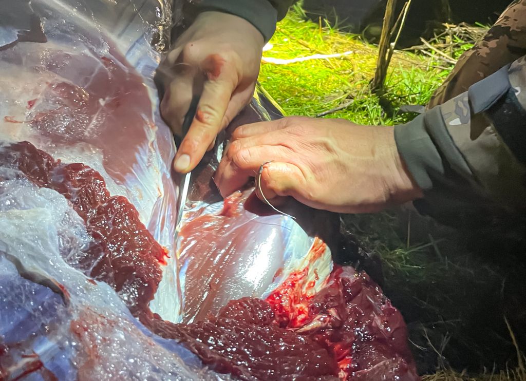 What First Time Elk Hunters Need To Know