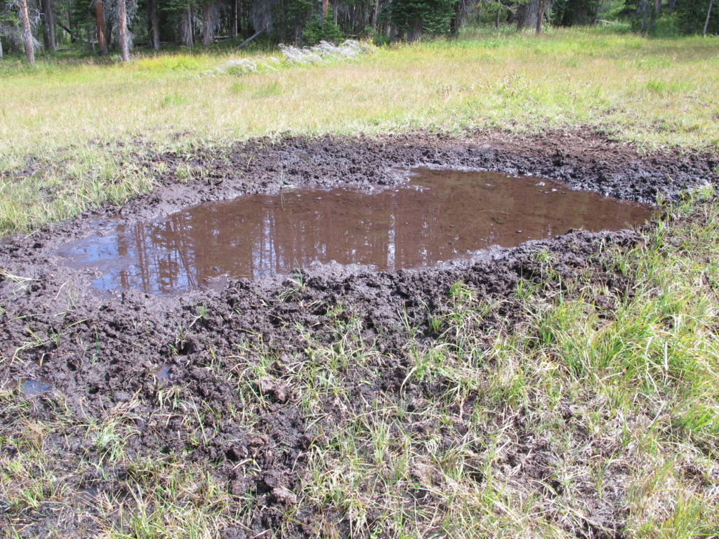 Five Early Season Archery Elk Mistakes You Don’t Want To Make