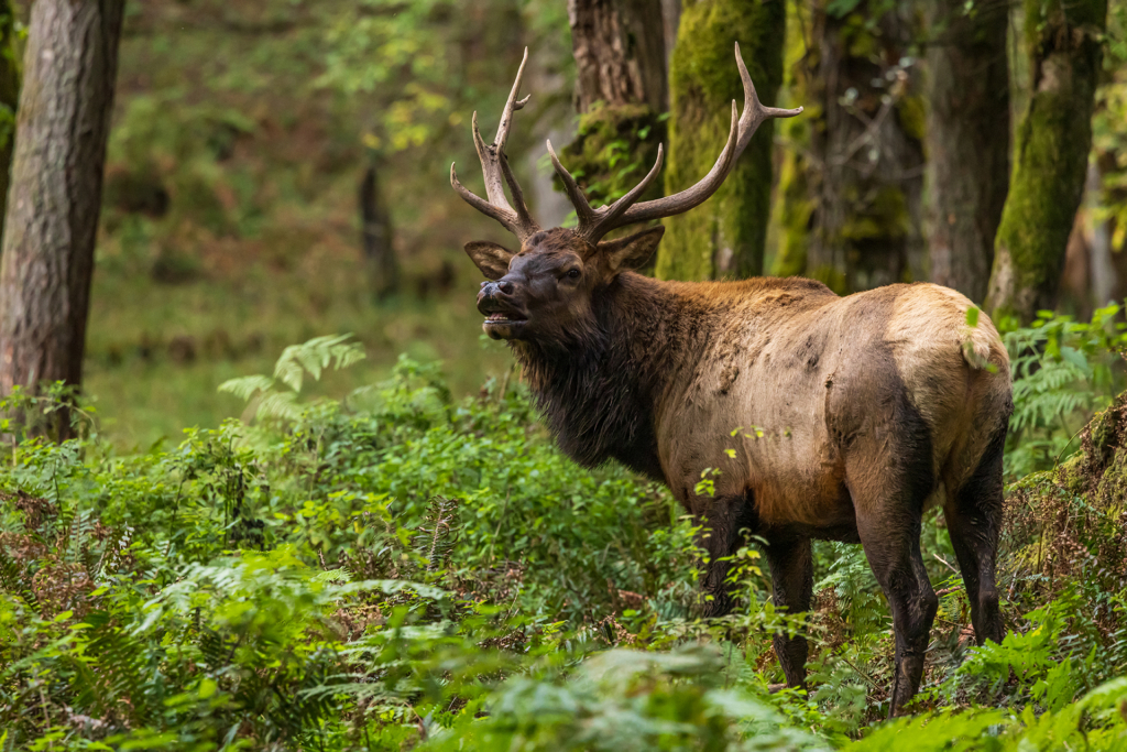 What First Time Elk Hunters Need To Know