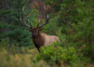 What First Time Elk Hunters Need To Know
