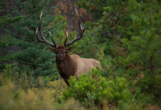 What First Time Elk Hunters Need To Know