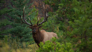 What First Time Elk Hunters Need To Know