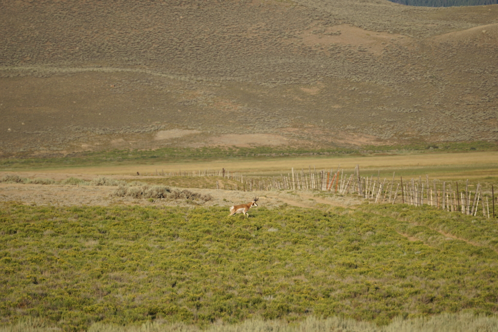 Bowhunting Pronghorn Sucks … Until It Doesn’t