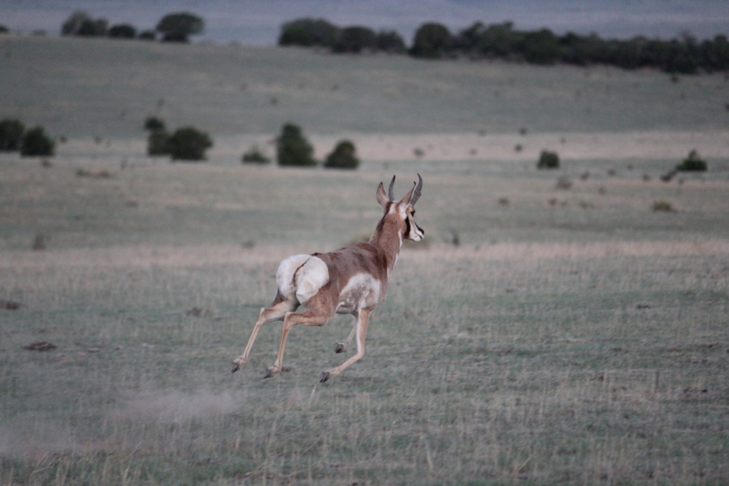 Bowhunting Pronghorn Sucks … Until It Doesn’t