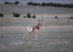 Bowhunting Pronghorn Sucks … Until It Doesn’t