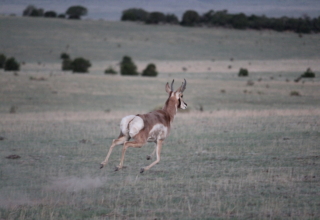 Bowhunting Pronghorn Sucks … Until It Doesn’t