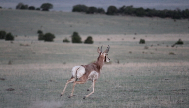 Bowhunting Pronghorn Sucks … Until It Doesn’t