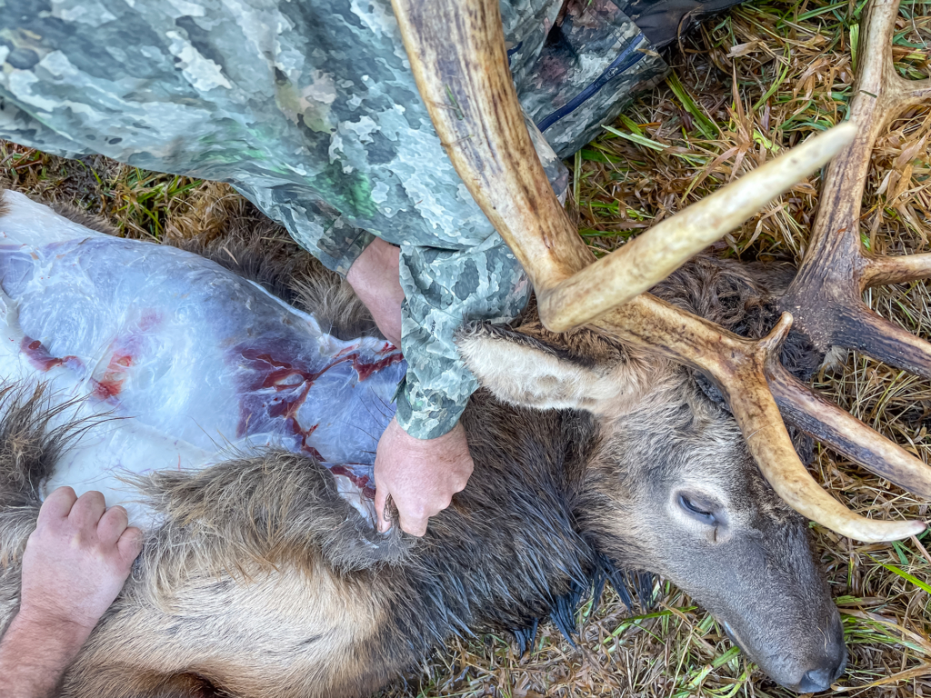 Go Gutless For Elk And Other Big Game