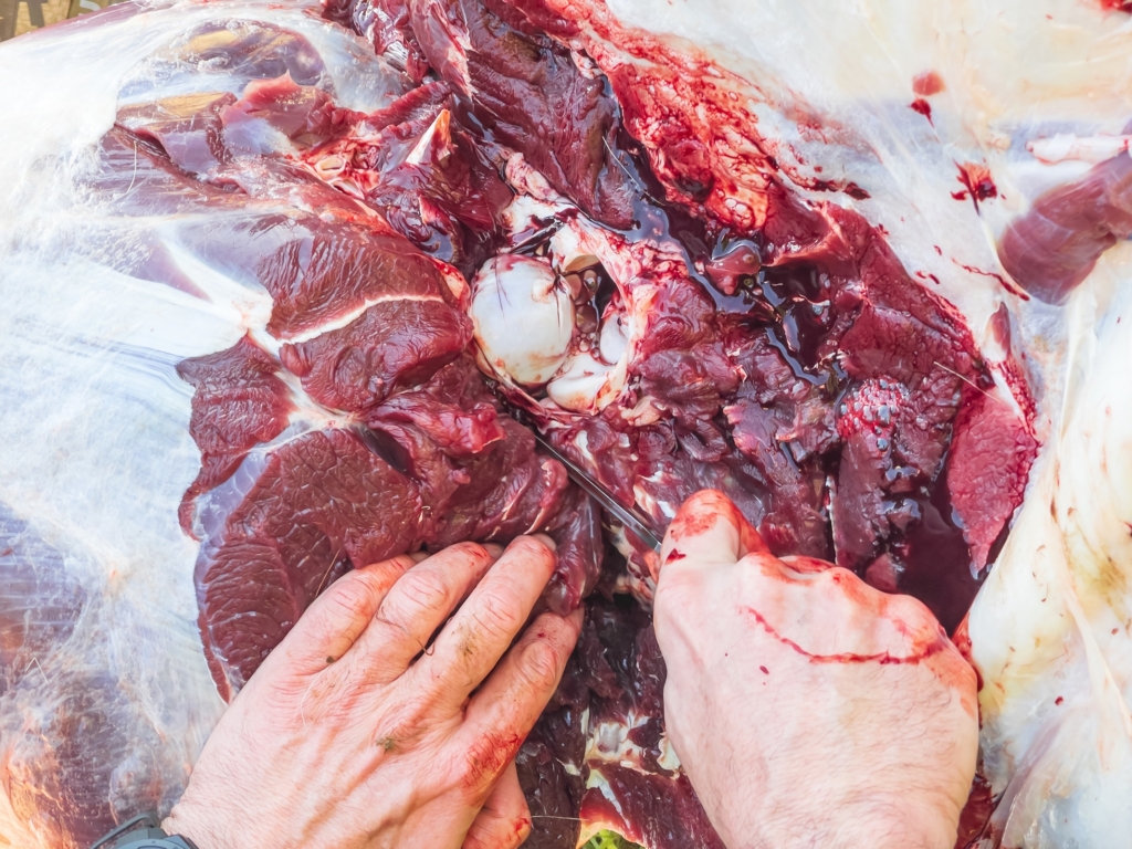 Go Gutless For Elk And Other Big Game
