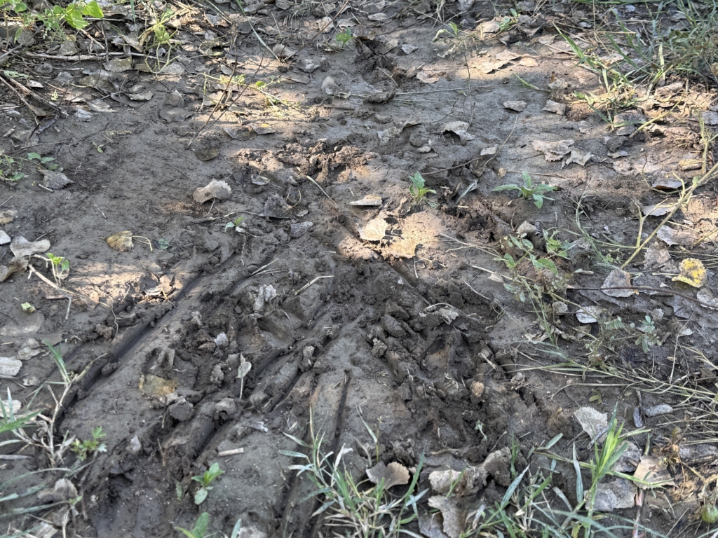 Scrape Hunting With Wildlife Research Products