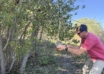 Scrape Hunting With Wildlife Research Products