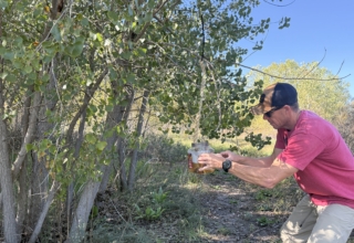 Scrape Hunting With Wildlife Research Products