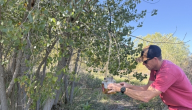 Scrape Hunting With Wildlife Research Products