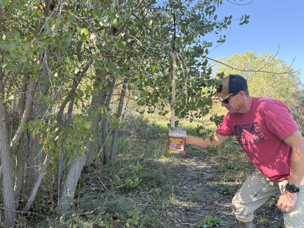 Scrape Hunting With Wildlife Research Products