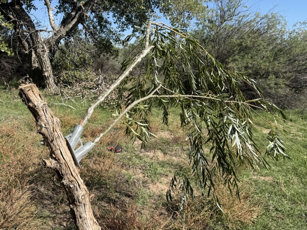 Scrape Hunting With Wildlife Research Products