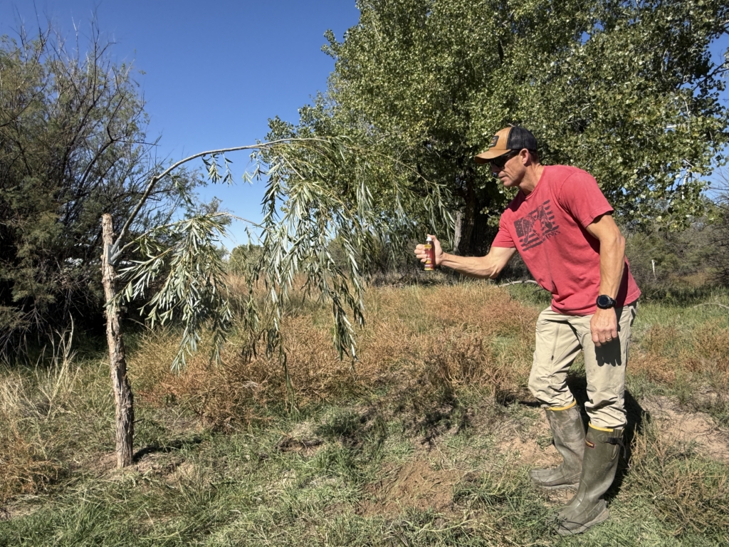 Scrape Hunting With Wildlife Research Products