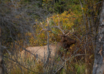 Go Gutless For Elk And Other Big Game