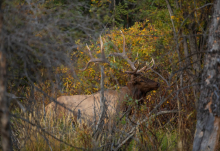 Go Gutless For Elk And Other Big Game