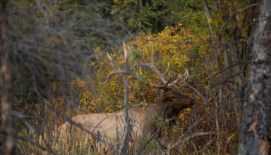 Go Gutless For Elk And Other Big Game