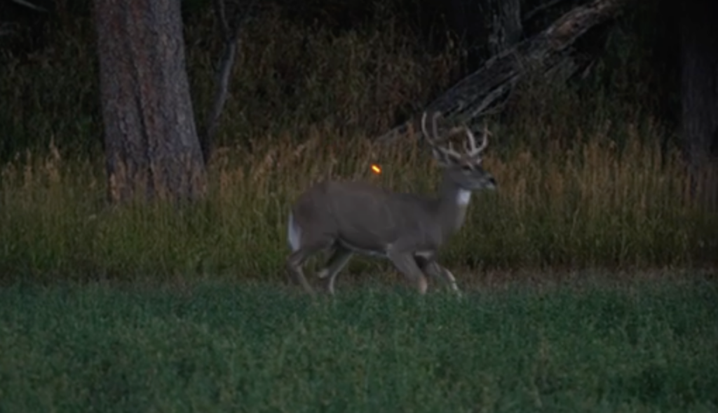 Embracing Imperfection: The Realities Of Hunting And Learning From Mistakes